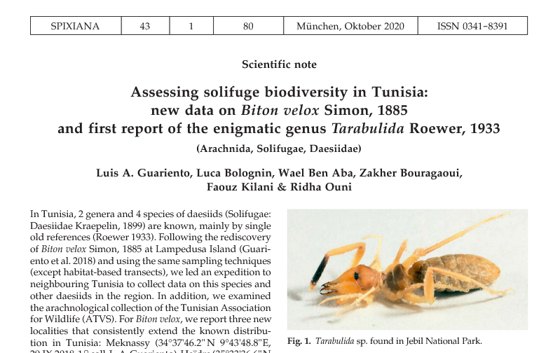 Solifuge Biodiversity