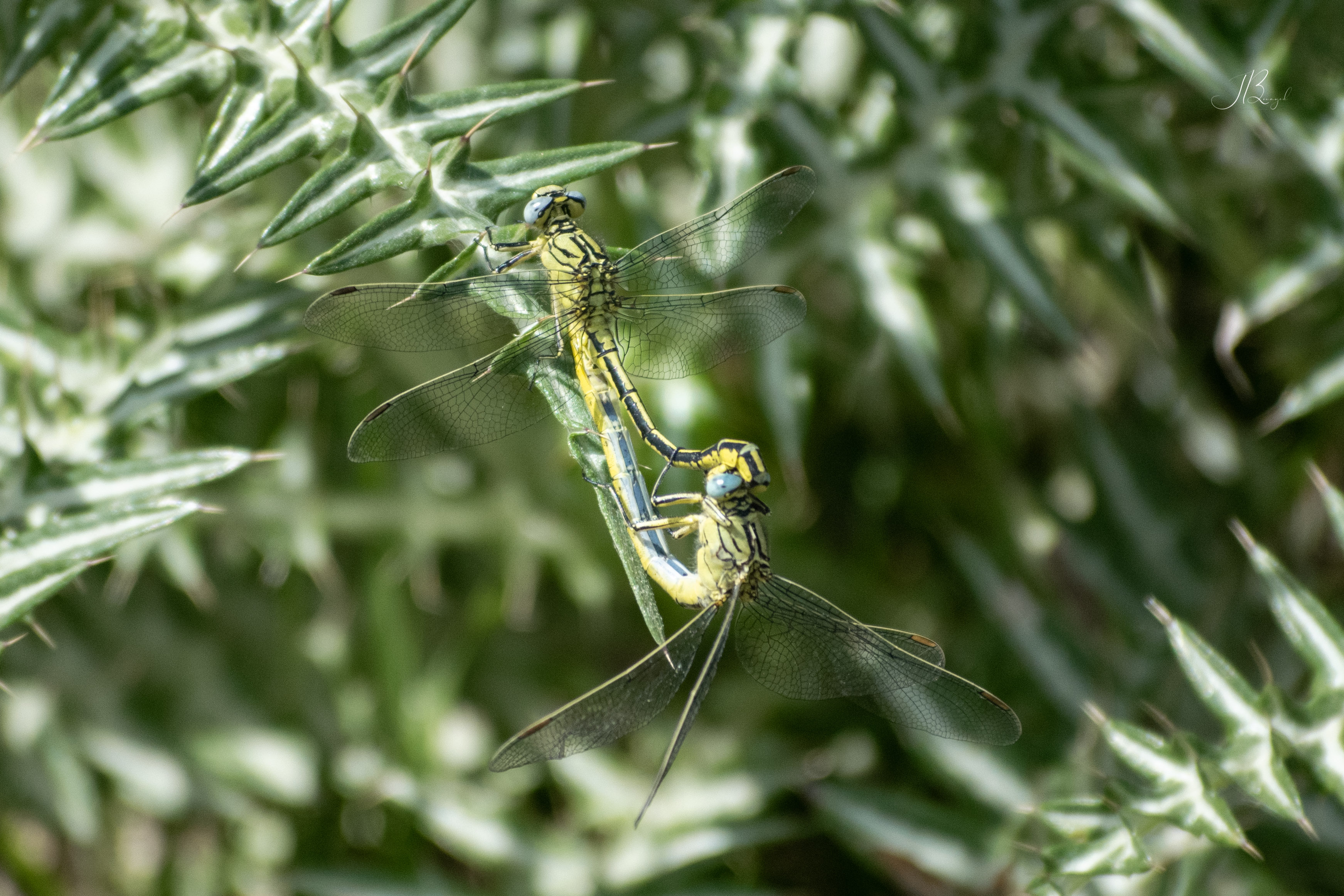 Biodiversity Mapping