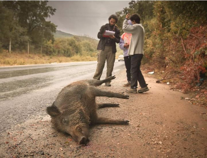 WildConnection Report